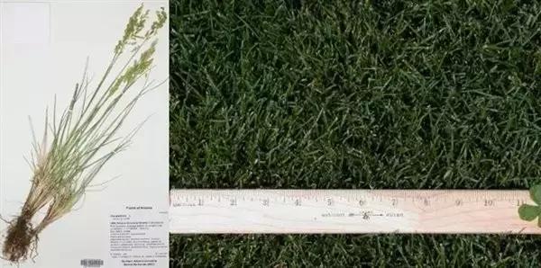 错错错，是草皮的错，可你们是否真的懂呢？