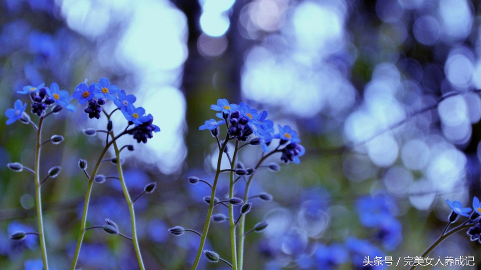 勿忘我代表友谊的花语,勿忘我花语祝福语