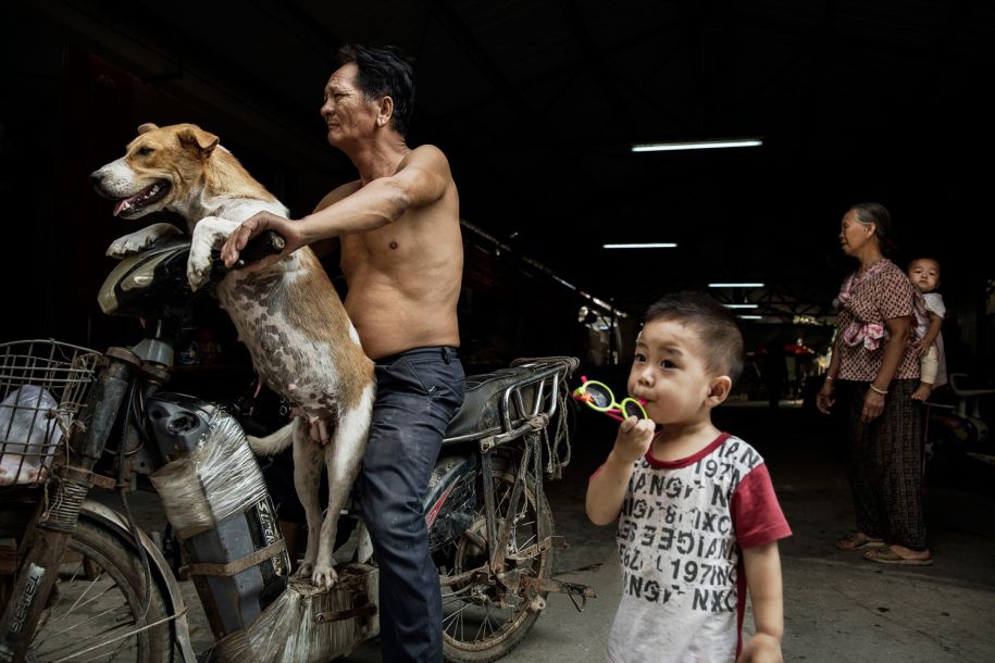 科学家尝试给蚊子做绝育,如何给一只蚊子做绝育