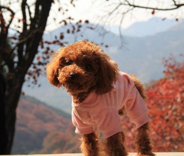 如何防止泰迪发情后受孕,怎么护理七个月的母泰迪发情期