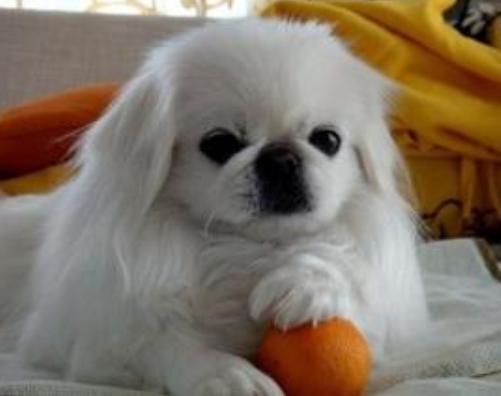 狗狗常见皮肤病区分,各个品种狗遗传疾病