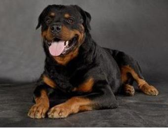 狗狗常见皮肤病区分,各个品种狗遗传疾病