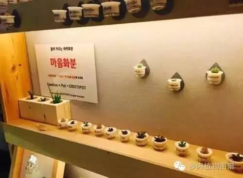 多肉植物韩国小芦荟,多肉花盆韩国拇指盆