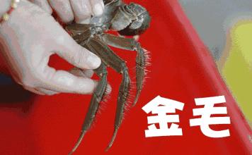 六月黄，令苏州人“魂牵梦萦”的那一口鲜嫩浓香的黄金膏油~来了！