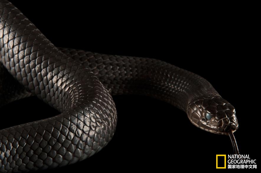 魔鬼充满诱惑力,原来恶魔也能被撩