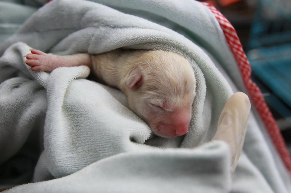 狗狗产后流恶露，该如何护理？