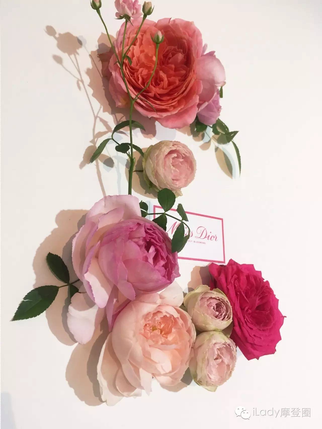 新一代“迪奥小姐”邀你重回墨山城堡！要来体验吗？