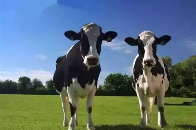 德国本地最畅销奶粉,德国销量第一的奶粉