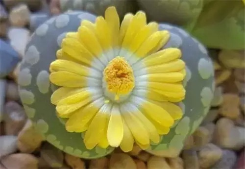 多肉开完花就死,多肉开花后会死掉吗