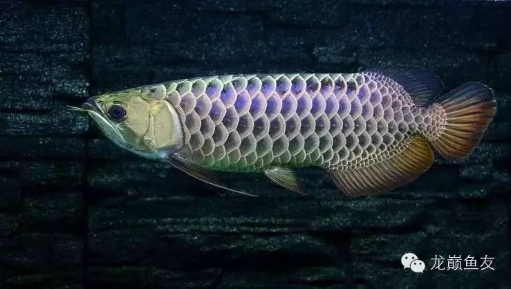 养龙三部曲,你学会了吗?