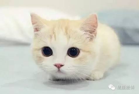 什么星座最受男生欢迎,12星座最受欢迎排行榜