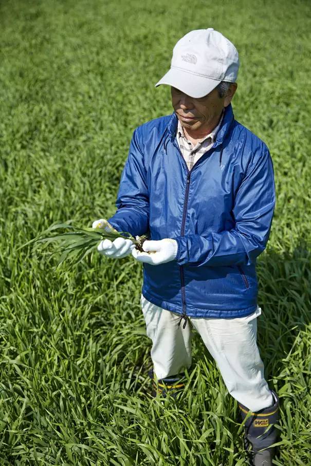 日本产的青汁国产的有什么区别,如何购买日本产的青汁