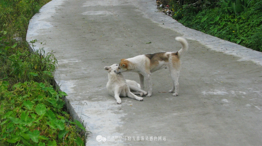 蛇形山镇最新诈骗案,蛇形山镇缅甸诈骗案