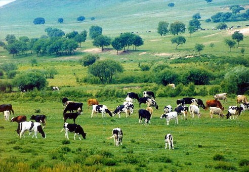 承德塞罕坝国家森林公园雾凇,承德塞罕坝公园