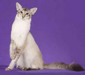 最便宜的宠物猫咪品种图片及价格,哪个品种的猫咪性格最好最温顺