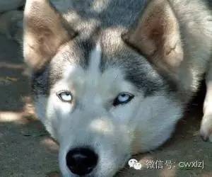 狗狗中暑有药吃吗,狗狗中暑能不能用凉水