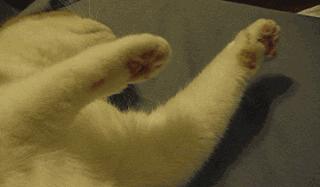 尾气猫,尾气猫视频