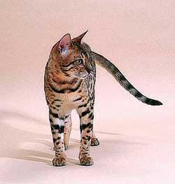 最便宜的宠物猫咪品种图片及价格,哪个品种的猫咪性格最好最温顺