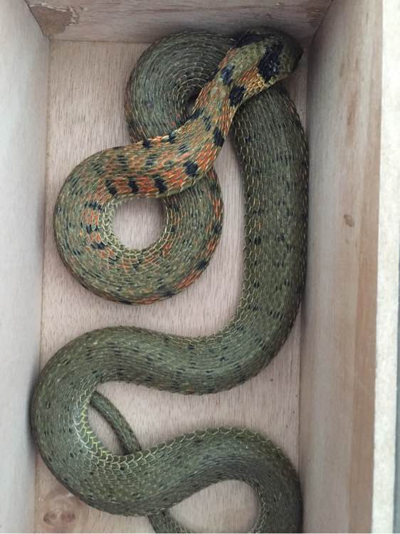 野外空手套“野鸡脖子”巨毒蛇已伏法