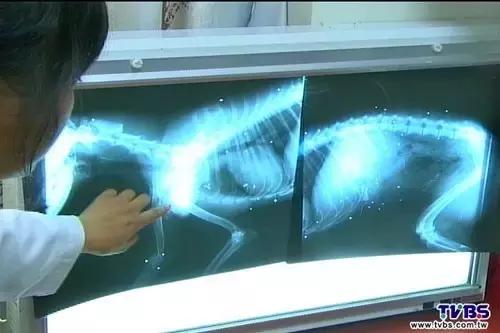 流浪狗被箭射穿违法吗,流浪狗被箭射穿