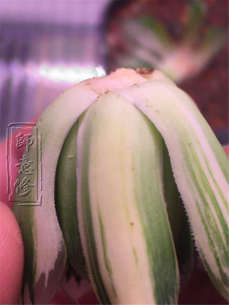 十二卷扦插方法,十二卷叶插教学