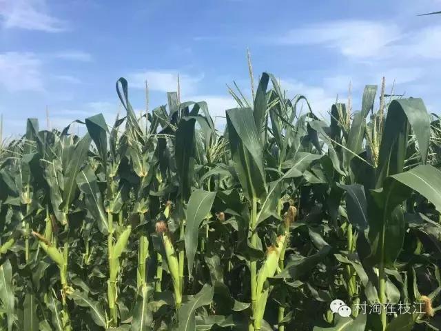 一个农村80后女孩的创业,80后农村女性创业故事