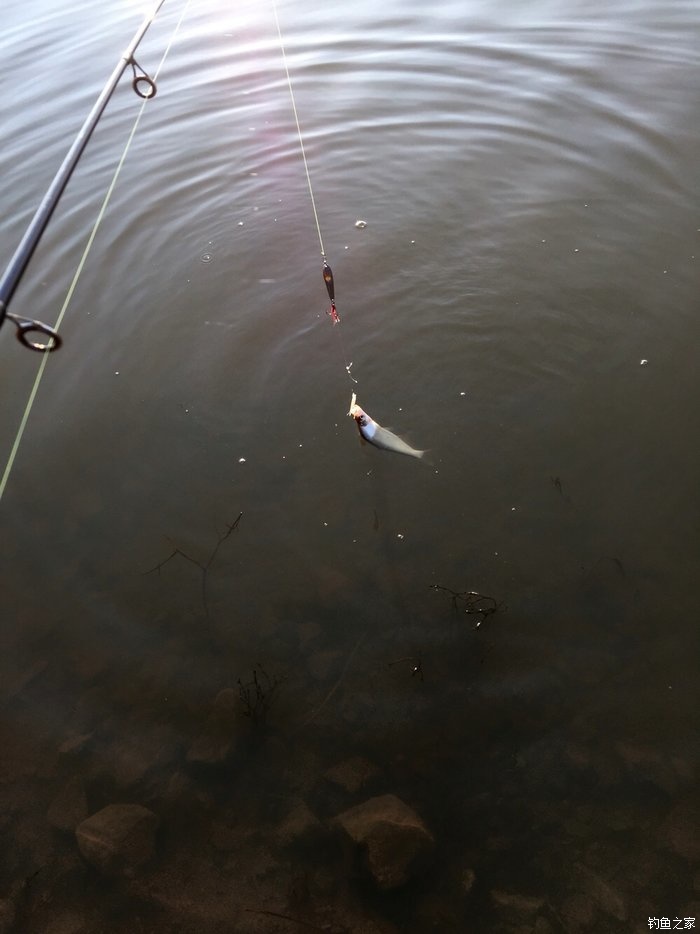 鳜鱼活性低用哪种拟饵,路亚鳜鱼拟饵