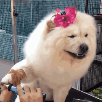 自己在家给泰迪狗狗剪毛,在家给狗狗剪毛需要什么剪刀