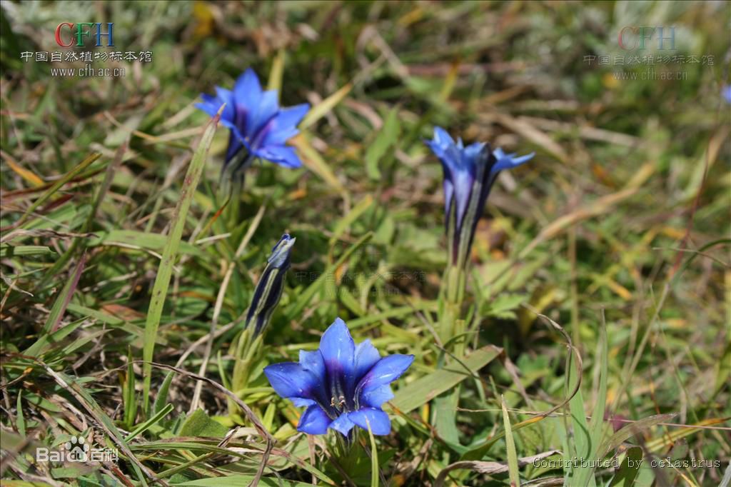 肝火旺龙胆草黄芩,龙胆草能治肝火旺