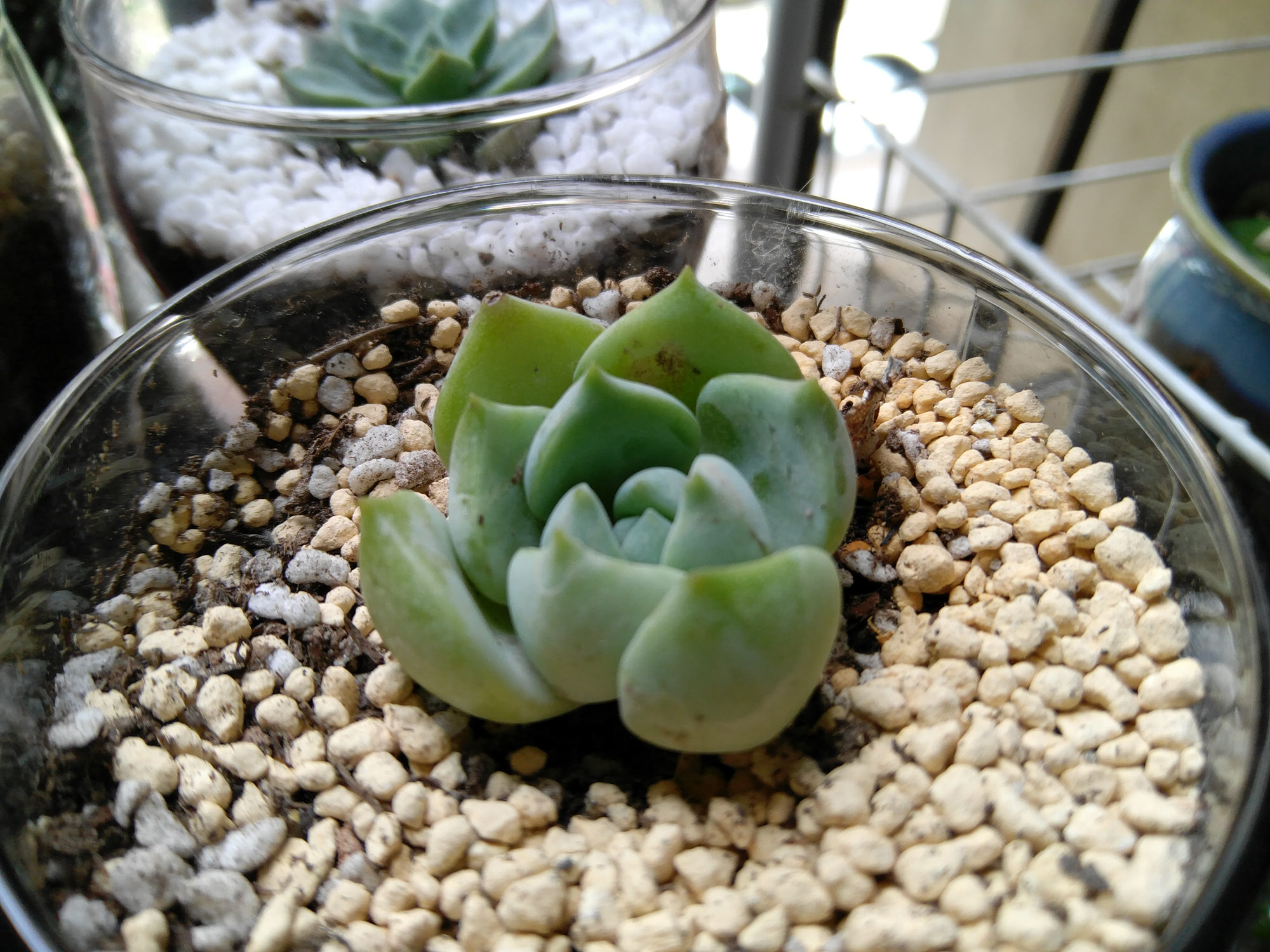 zukz2全网通4g手机,zukz2玩吃鸡