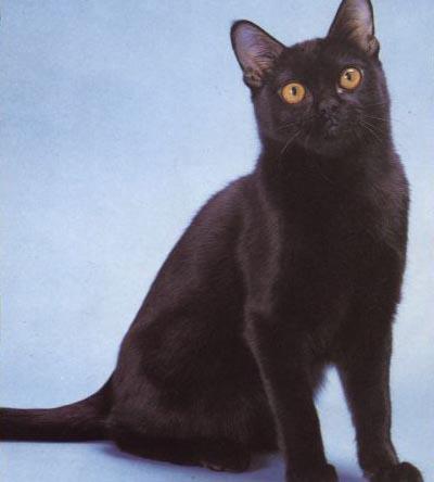 最便宜的宠物猫咪品种图片及价格,哪个品种的猫咪性格最好最温顺