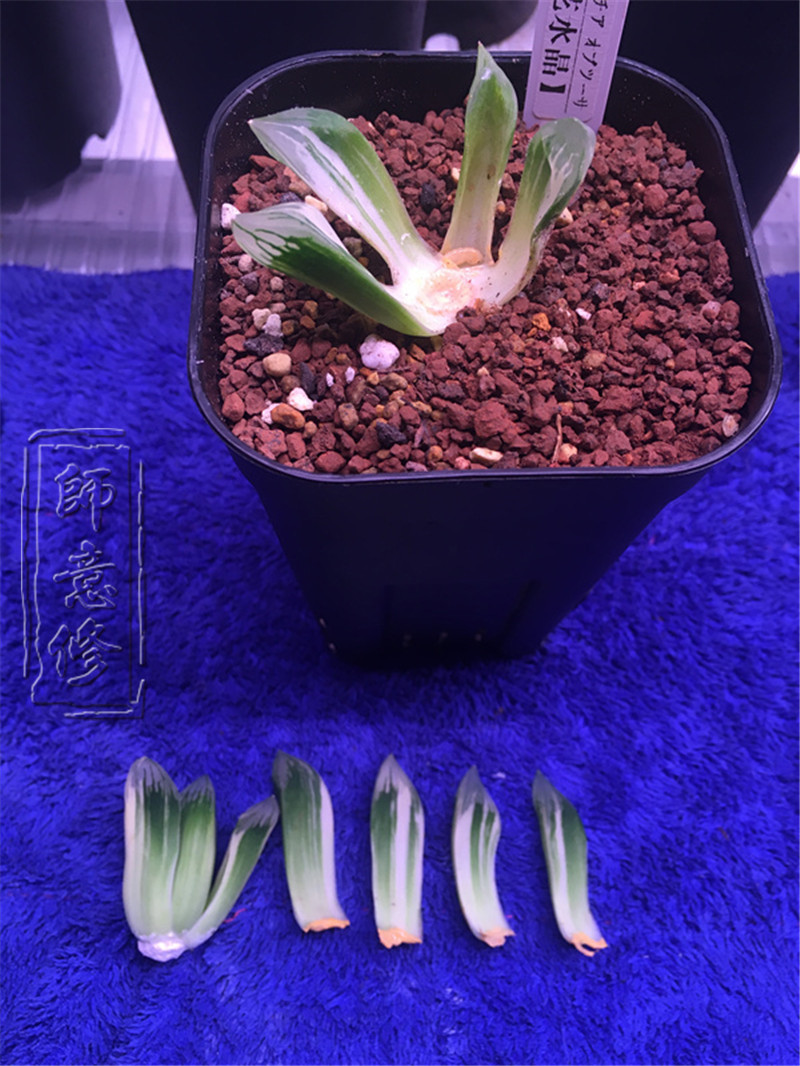 十二卷扦插方法,十二卷叶插教学