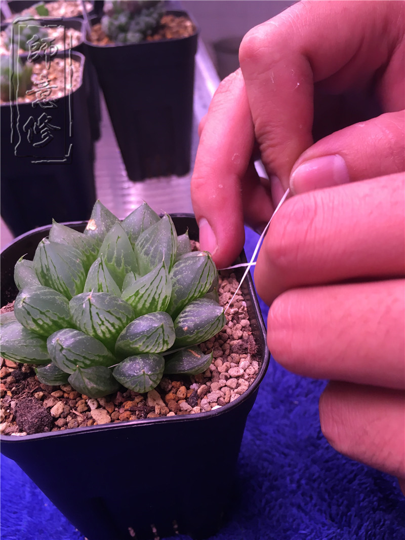 十二卷扦插方法,十二卷叶插教学