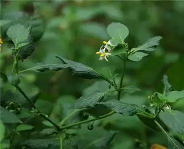 电视剧里“她”是苦情公主,现实生活中“她”却是养生佳品