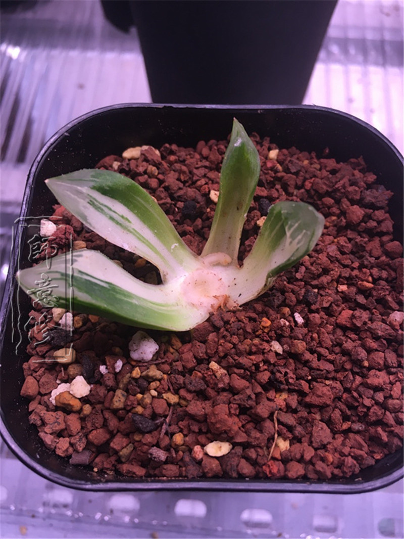 十二卷扦插方法,十二卷叶插教学