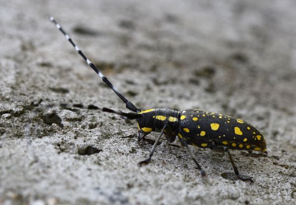 南京用长腿欧巴消灭行道树害虫