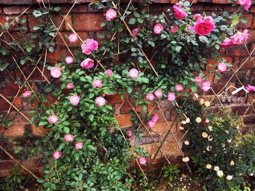 哪里适合隐居过田园生活,唯美的田园隐居生活