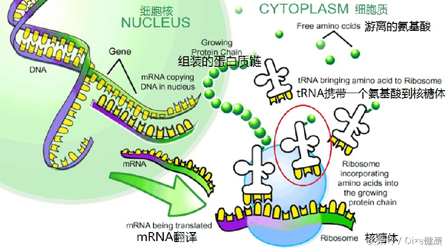 吃哪种维生素可以补充胶原蛋白,补充胶原蛋白吃哪种维生素