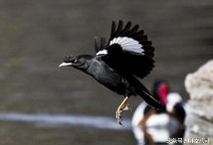 想养八哥鸟,八哥鸟怎么养才会说话