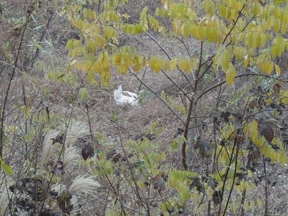 “射鸡”历险记打鸡血然后。