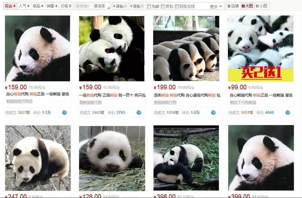 本届巴西奥组委：谁能帮我海淘只熊猫？