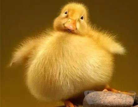 英语怎么表达我有点胖,胖用英语怎么形容比较优雅