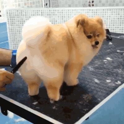 自己在家给泰迪狗狗剪毛,在家给狗狗剪毛需要什么剪刀