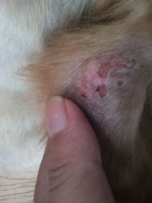 流浪金毛受伤后续,流浪金毛被雨淋得瑟瑟发抖