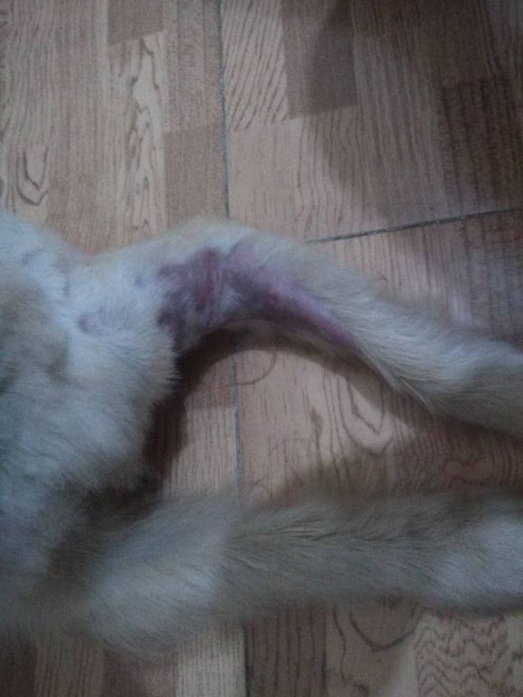 流浪金毛受伤后续,流浪金毛被雨淋得瑟瑟发抖