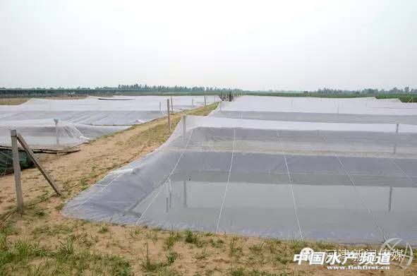 良种泥鳅养殖,牛粪养殖高品质泥鳅