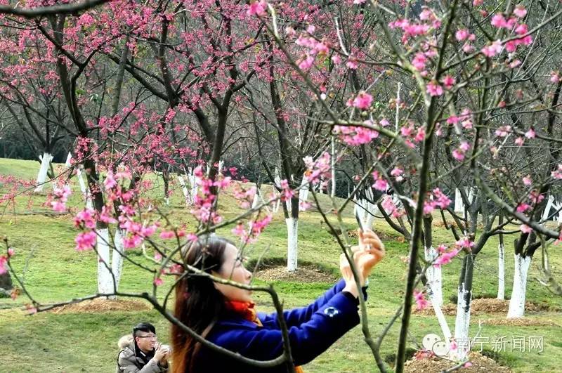 南宁哪里有假樱花,南宁樱花还有吗