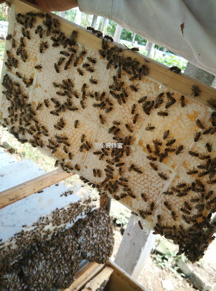 你见过可以嚼着吃的蜂蜜吗,像口香糖样嚼着吃的蜂蜜