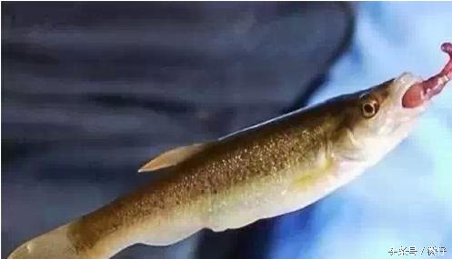 七十二杂鱼名称,三花五罗七十二杂鱼是指东北鱼吗