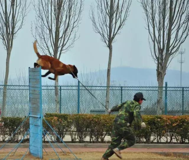 运动能力最强的宠物,动物中的运动健将